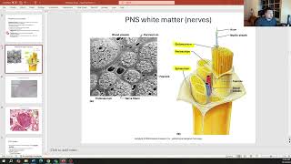 BCT Nervous Tissue Part 2 [upl. by Minnie]