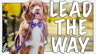 How To Be An EFFECTIVE LEADER For Your Dog [upl. by Eyla]