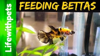 Feeding Betta Fish [upl. by Uzzi]