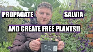 How to propagate SALVIA and create FREE plants [upl. by Dugald]