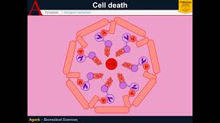 Cellular Pathology  Pyroptosis [upl. by Pineda]