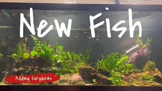 Adding Corydoras To The 75 Gallon Nano Fish Tank [upl. by Blasien]