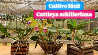 Como cultivar CATTLEYA SCHILLERIANA [upl. by Ludly]