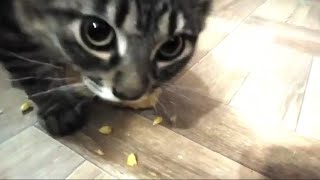 The Kitten Eats Corn For The First TimeFunny cats [upl. by Margit]