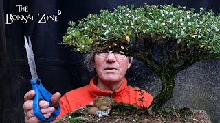 My Serissa Bonsai Show Prep The Bonsai Zone Oct 2022 [upl. by Obala]