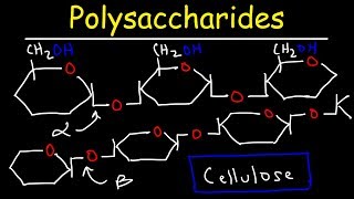 Polysaccharides  Starch Amylose Amylopectin Glycogen amp Cellulose  Carbohydrates [upl. by Etram]