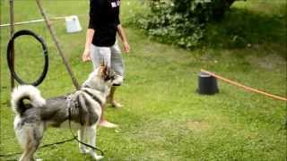 Vinski toko agility ja temppuja 1772013 [upl. by Edasalof]