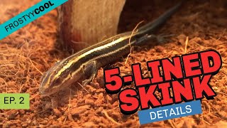 What you need to care for a 5lined skink [upl. by Oznarol]