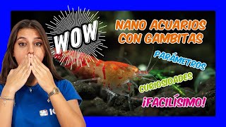 Gambas Neocaridinas y Caridinas TODO lo que necesitas saber [upl. by Nylhtac]