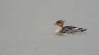 Redbreasted Merganser Clifford Hill GP 12th October 2013 [upl. by Orat]