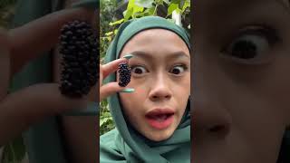 Tiktok Pinat Bikin Jus [upl. by Ysied367]