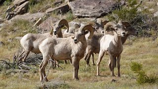 A day in the flowers with the bighorn sheep [upl. by Buckels217]