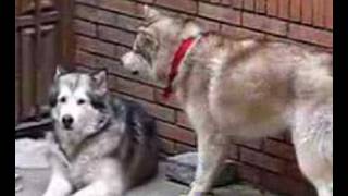 Siberian Husky Vs Alaskan Malamute Dreamy provocando a Neto [upl. by Atnes]