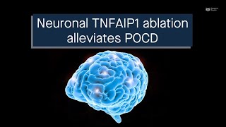 Neuronal TNFAIP1 ablation reduces SNAP25 breakdown to alleviate postoperative cognitive dysfunction [upl. by Nnaeirual]