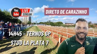 AOVIVO TERNOS GP STUD LA PLATA 7 [upl. by Asp120]