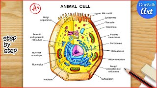 Animal Cell Diagram Drawing  Animal cell structure Labelled  Step by step [upl. by Aihtak]