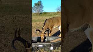 Trail Camera Action deer deerhunting tactacam [upl. by Meredeth581]