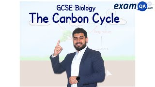 The Carbon Cycle  GCSE Biology [upl. by Lateh]