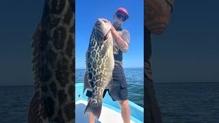 Broomtail Grouper captnfishworks fishworksclothing fishworks familyownedandoperated [upl. by Norud]