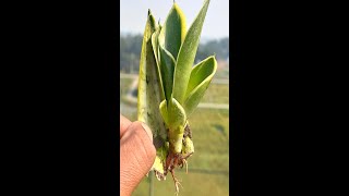 How to Propagate Snake Plant tree from leaves with aloe veraPropagate and Care Indoors [upl. by Francisca]