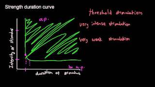 lecture 19 part 4 Action potential Stimulation threshold characteristics rheobase chronaxie [upl. by Einnov74]