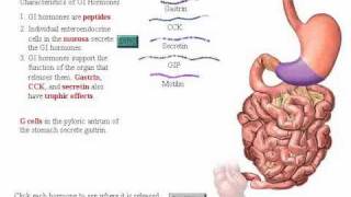 digestive hormones [upl. by Radek788]