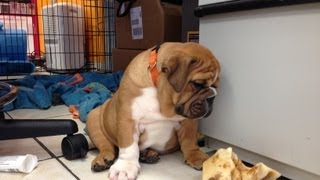 English Bulldog and French Bulldog  Bulldog Puppy Play Time [upl. by Foster603]