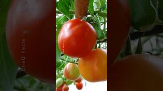 How to Grow Tomatoes at Home 🍅 Try this Technique plants farming shorts [upl. by Weitman]