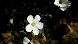 Arenaria montana Mountain sandwort [upl. by Colon]