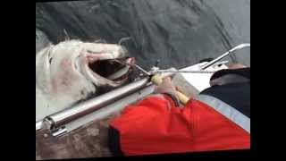 Torsvag Havfiske 2011 Gigant Halibut 1485 kg [upl. by Salazar]