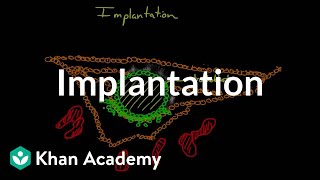 Implantation  Behavior  MCAT  Khan Academy [upl. by Aerdnad]