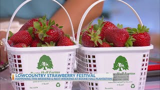 Lowcountry Strawberry Festival begins this weekend [upl. by Aihsemak]