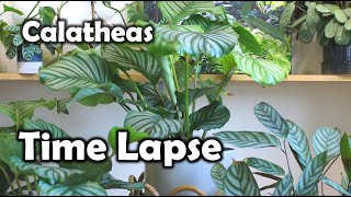 Calathea orbifolia TimeLapse Prayer Plant [upl. by Verne]