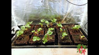 Seascape Hydroponic Strawberries Replant Week 1 [upl. by Ahsienod388]