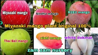 Miyazaki mango plant original 100  seedless Sindhu mango plant  R2E2 mango onion delivery Availa [upl. by Jennee]