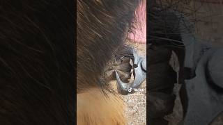 Ergot removal draft horse chestnut trim satisfying farrier hoof trim [upl. by Atiragram]