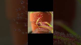 Mesmerizing Sundew Plant in Action  Nature’s Sticky Trap Carnivorous Nature Satisfying ASMR [upl. by Seafowl333]