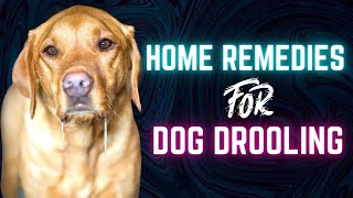 How To Stop Excessive Dog Drooling  Home Remedies For Dog Drooling [upl. by Dnalwor]