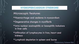 Hydropericardium syndrome in birds [upl. by Klenk]