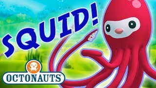 Octonauts  Learn about Squid amp Octopuses  Cartoons for Kids  Underwater Sea Education [upl. by Lezned265]