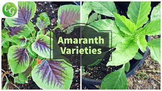 Unlock the Power of Amaranth Greens Complete Growing Guide  Explore Amaranthus Varieties [upl. by Dennet]