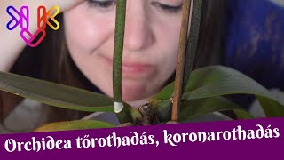 Orchidea tőrothadás koronarothadás  Mit tehetsz hogy megmentsd az orchideád [upl. by Koressa]