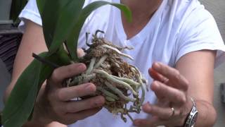 How To Replant Orchids [upl. by Nemlaz]