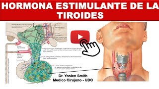 HORMONA ESTIMULANTE DE LA TIROIDES TSH FUNCIONES [upl. by Sarad]