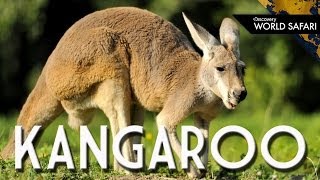 Kangaroos Can Jump 30 Feet High [upl. by Akimyt]