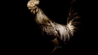 Rooster Crowing Sound effects  Free [upl. by Dlareg729]