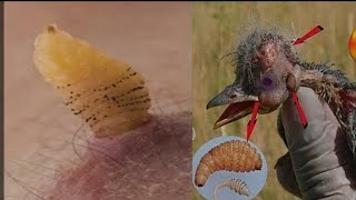 Removing Botfly from poor bird skalam7864 [upl. by Eiryt]