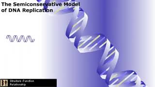 Summary of DNA Replication [upl. by Sherie]