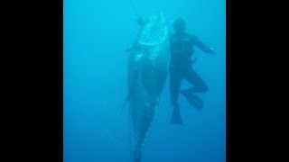 Spearfishing Bluefin tuna 282kg 6217pounds [upl. by Nevai90]