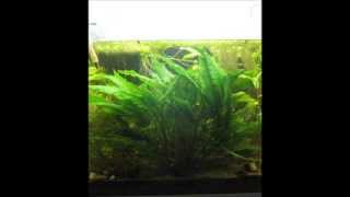 Cryptocoryne Wendtii GIGANTE  un vero mostro  piante acquario  Crypto Monster aquarium [upl. by Serra735]